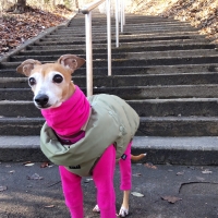 宮城産サメおやつ（PEPPY　LIFE犬おやつシリーズ）