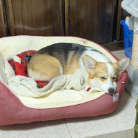 ★Ｓｉｐｐｏｌｅ　２ＷＡＹもちふわスクエアベッド