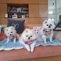 わんごはんのおとも　フリーズドライ