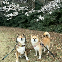 コトコト煮込んだ犬用ヤギミルクスープ