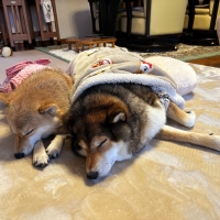 ＰＥＰＰＹ　ＬＩＦＥ　わんデリ(犬 トッピング）