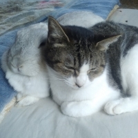 【室内で生活する成猫に】 ロイヤルカナン インドア