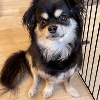 ＰＥＰＰＹ　ＬＩＦＥ　わんみぃ　Ｌ８０２０（オーラルケア）