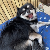 ＰＥＰＰＹ　ＬＩＦＥ　わんみぃ　Ｌ８０２０（オーラルケア）