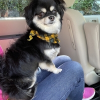 ＰＥＰＰＹ　ＬＩＦＥ　わんみぃ　Ｌ８０２０（オーラルケア）