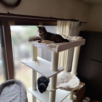 大きな天井ベッドのハイタワー（高さ171cm　据え置き型　多頭飼い　大型猫）