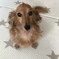 宮城産サメおやつ（PEPPY　LIFE犬おやつシリーズ）