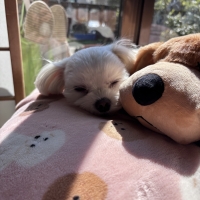 やすらぎの添い寝わんこ