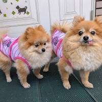 スーパークール×クール・Ｂペイントベアハーネス