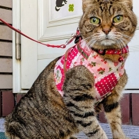 ハンドルベスト (猫用ハーネス)