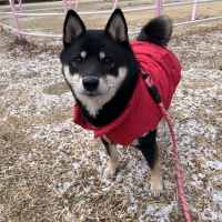 【Cinofilo（チノフィロ）】はっ水中綿キルトハイネック