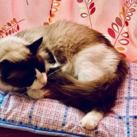 洗えるあごのせマット