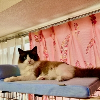 ケージ用天井ふんわりクールベッド　枕付き