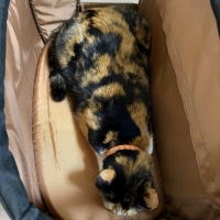 スイートハート　４ＷＡＹ （ペット用キャリーカート）