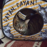 ナチュラルローゼルストリング