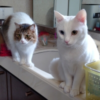 コロコロボール（キャットニップ付）