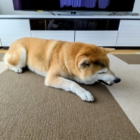 宮城産サメおやつ（PEPPY　LIFE犬おやつシリーズ）