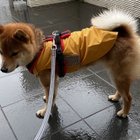 【WHCY（ウォームハートカンパニー）】イージーレインコートＮＥＷ