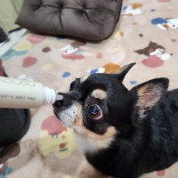 ナノウエルオーラルケア（愛犬用）