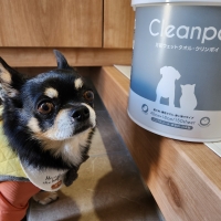 万能ウェットタオル　クリンポイ（ペット用ウェットティッシュ）