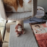 ローステップタワー（高さ97cm 据え置き型 シニア猫 子猫）