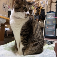 ｐＨバランス キャットウォーター