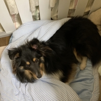 ふんわりクールカドルベッド（旧：ソフトクールカドルベッド）