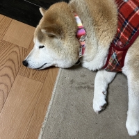 BIRDIE(バーディ) マルチボーダーＩＤカラー