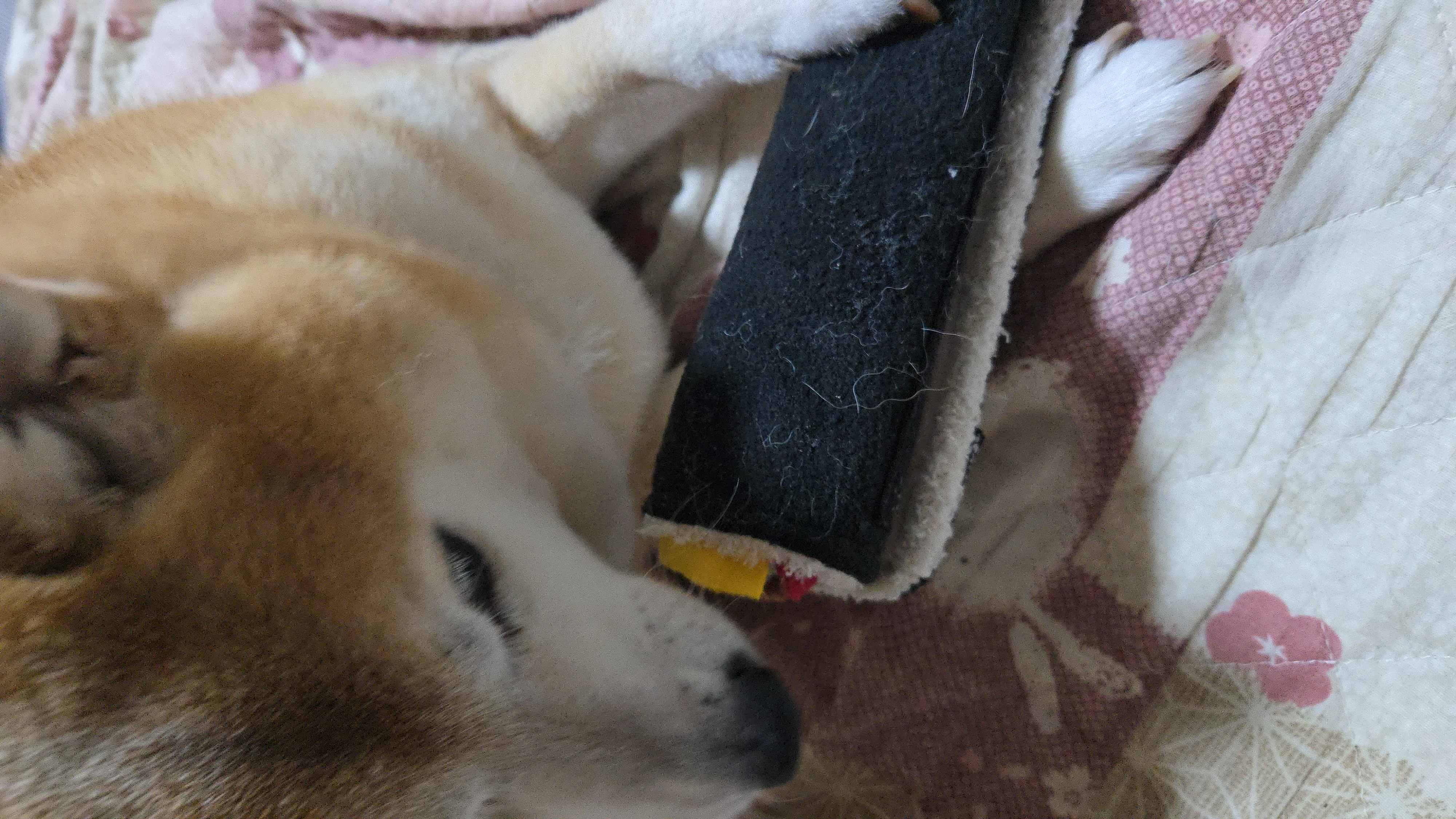 まきずしノーズワークトイ