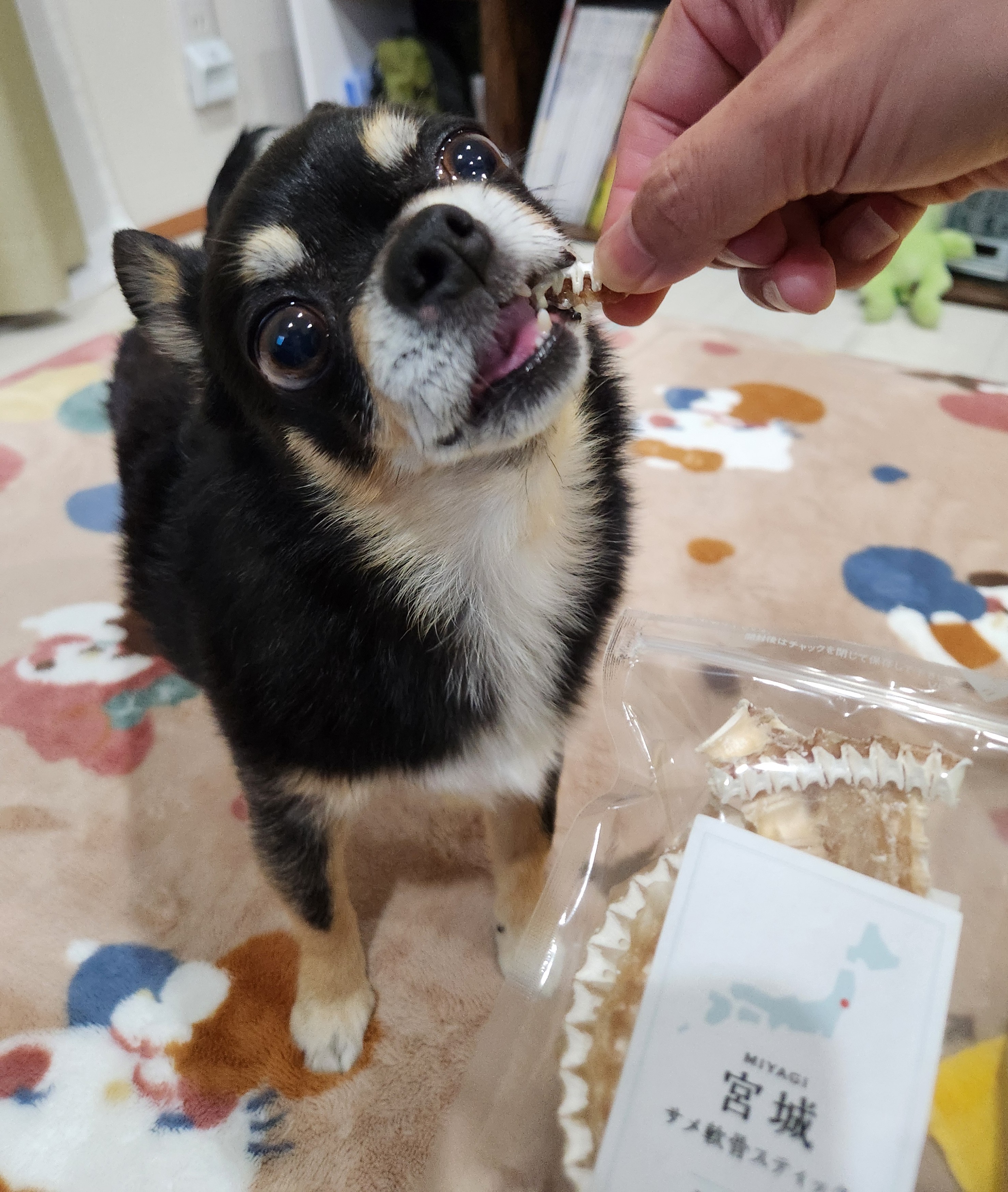 宮城産サメおやつ（PEPPY　LIFE犬おやつシリーズ）