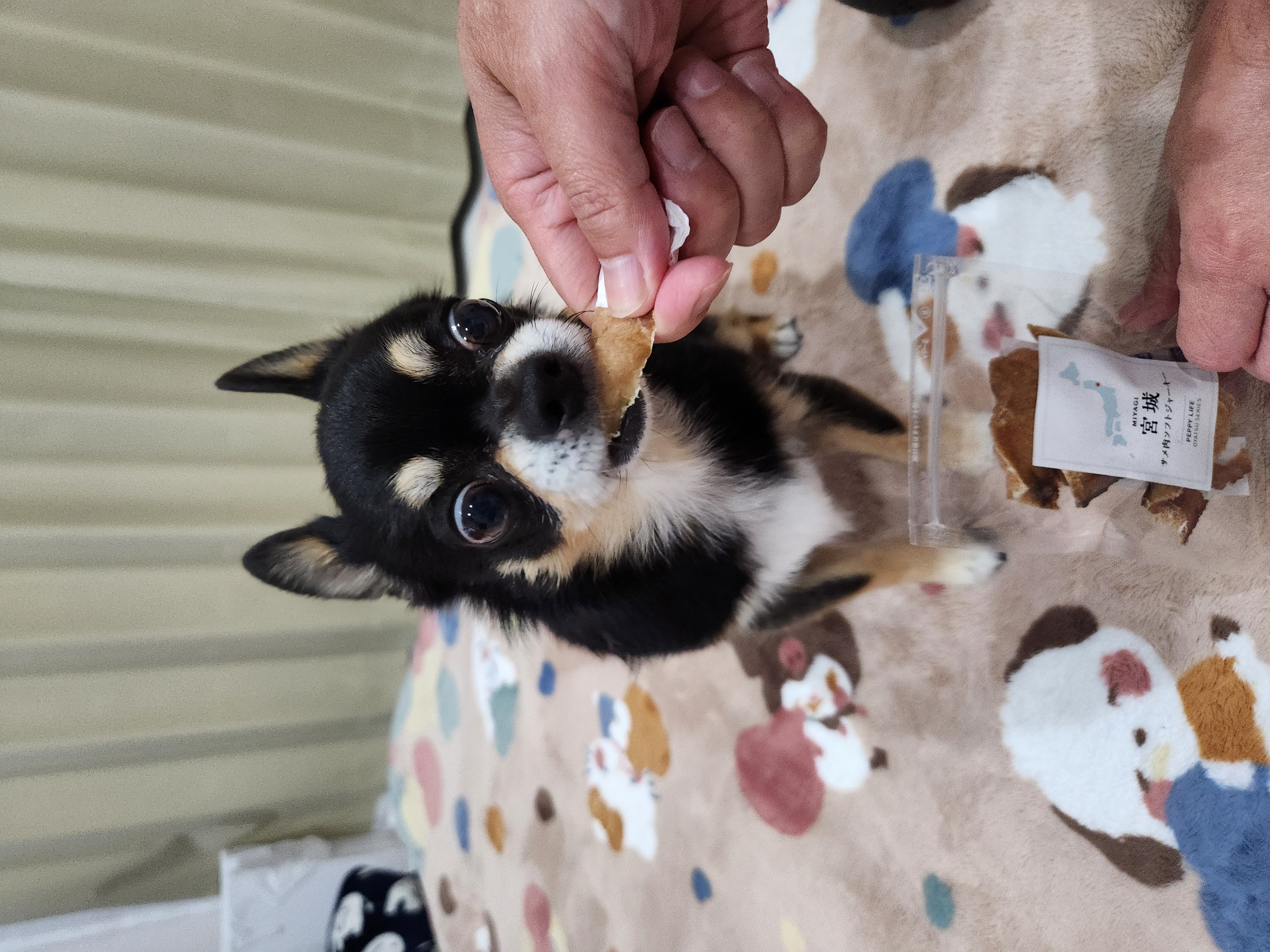 宮城産サメおやつ（PEPPY　LIFE犬おやつシリーズ）