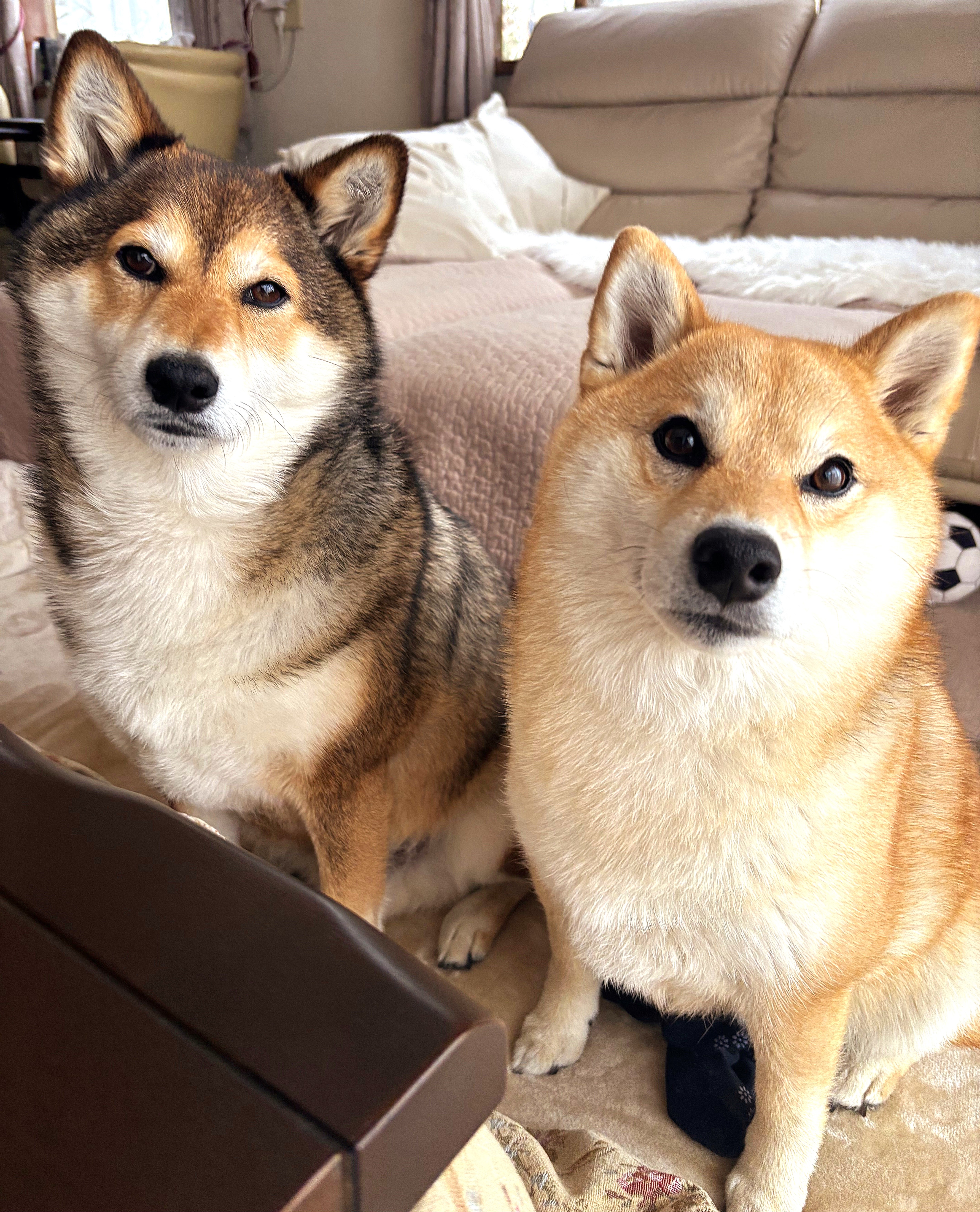 ＰＥＰＰＹ　ＬＩＦＥ　わんデリ(犬 トッピング）