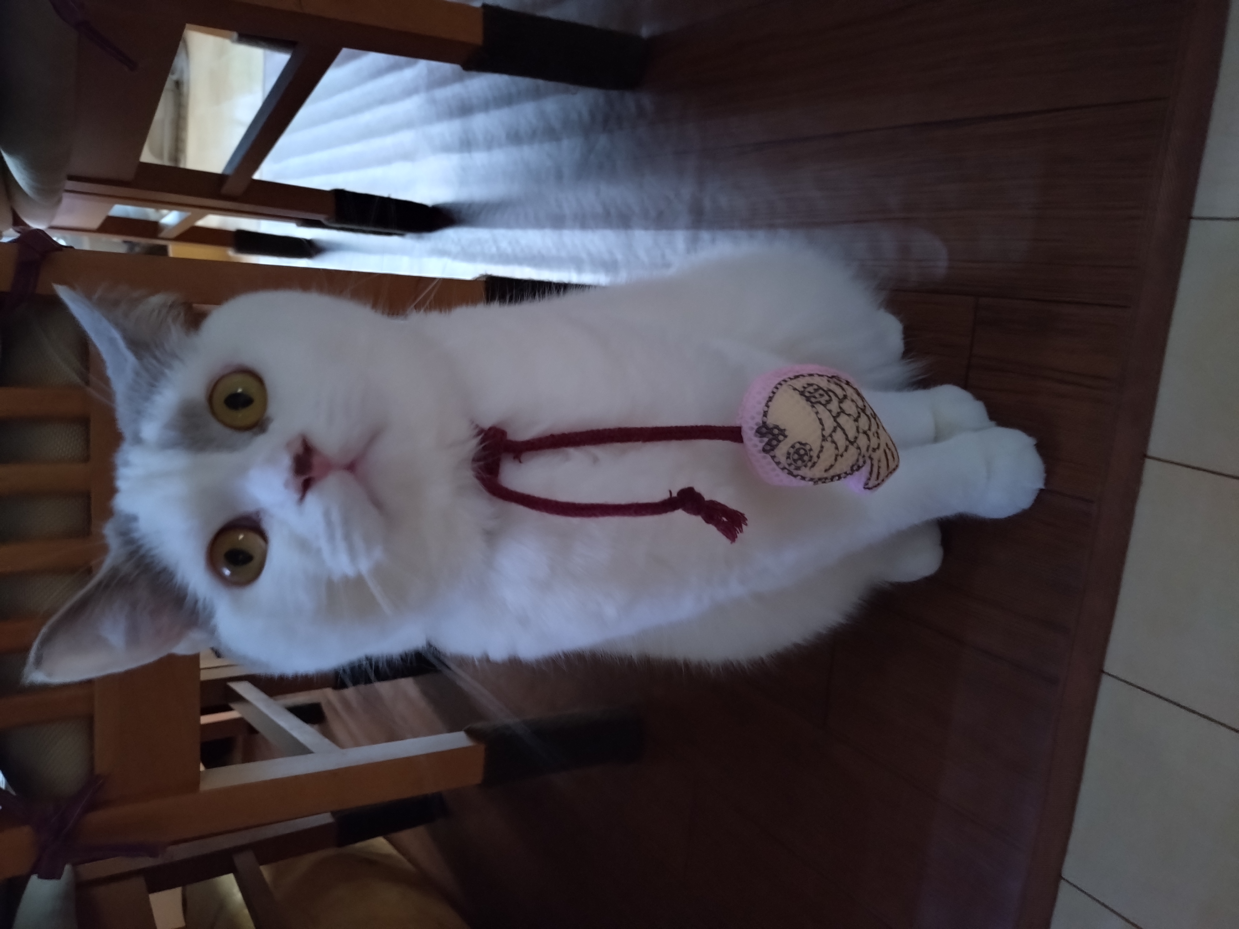 ロイヤルカナン　キャット　ウェット　センサリー