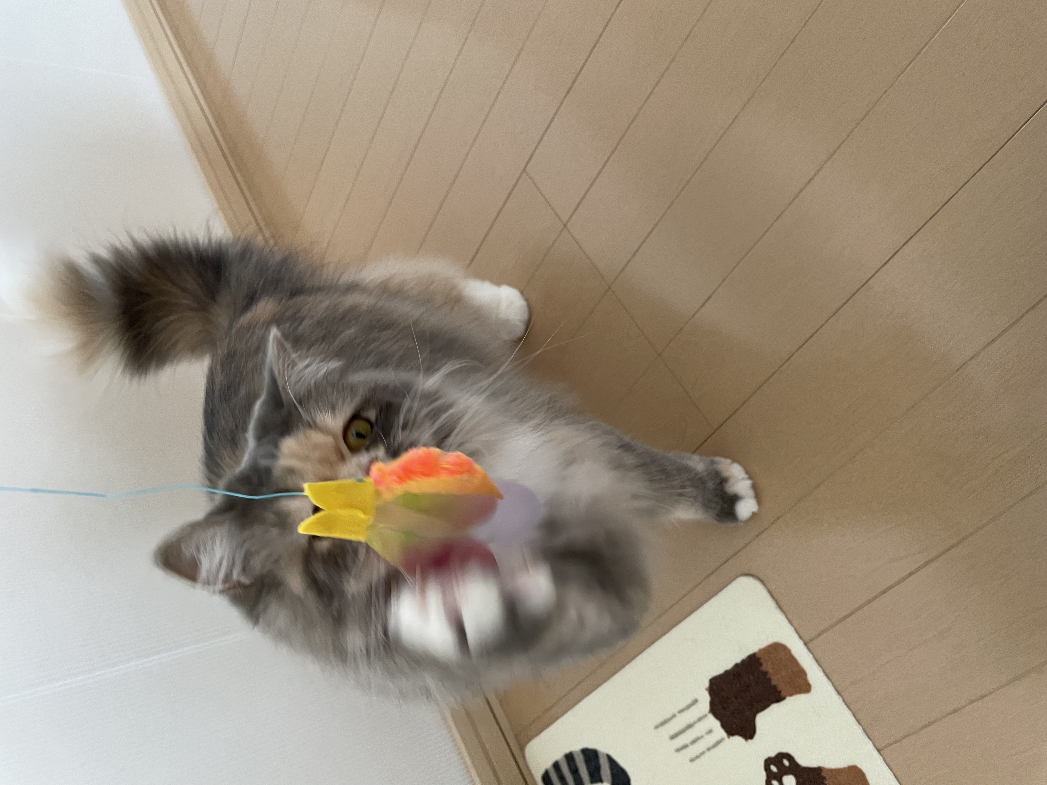 カシャカシャぶんぶん