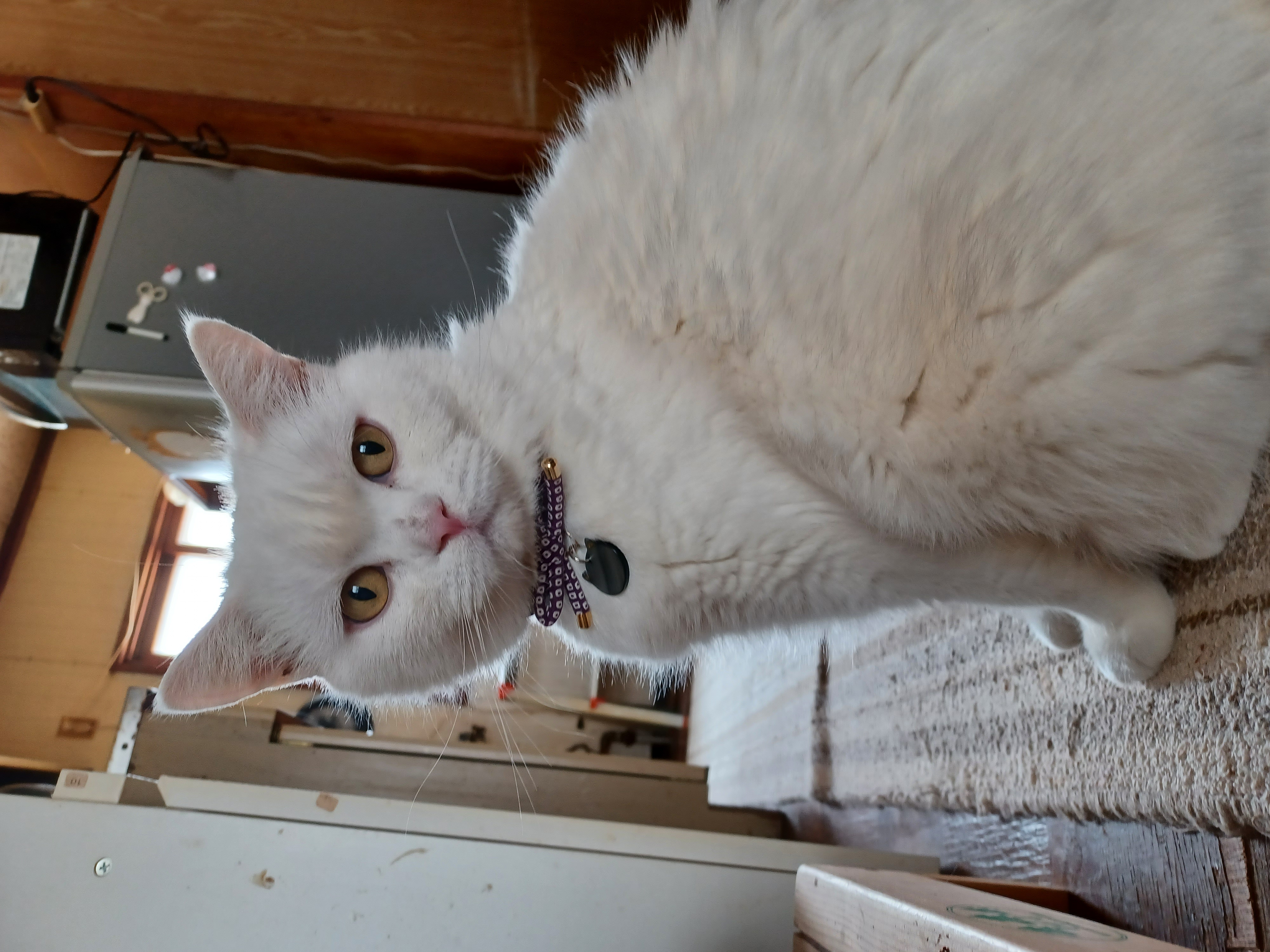 猫用グリニーズ (正規品)（猫用おやつ）
