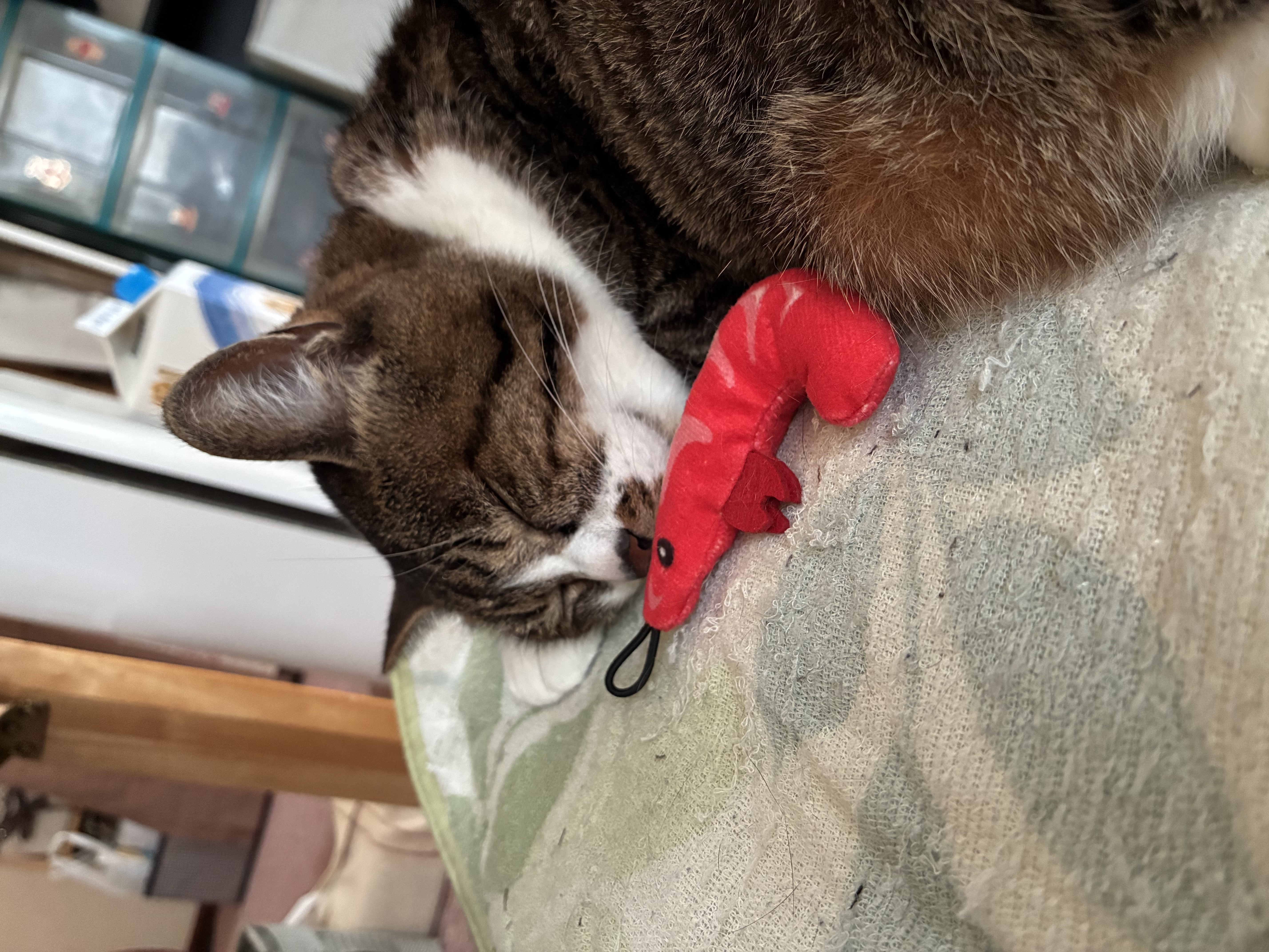ｐＨバランス キャットウォーター