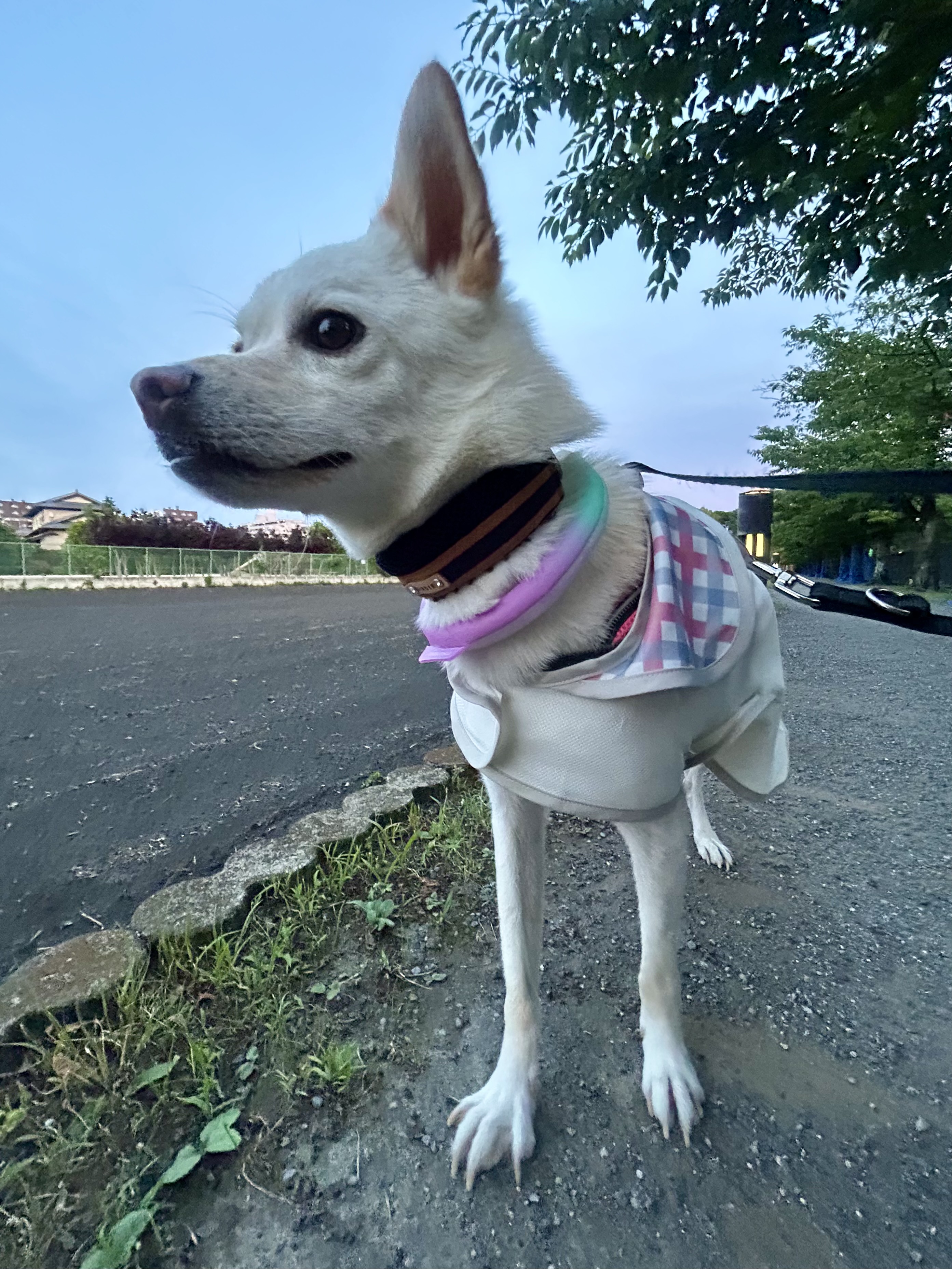 虫よけ蓄光ネッククールカラー