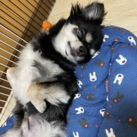 犬の瞳に ブルーベリー＆ルテイン