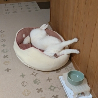 ロイヤルカナン 柴犬 成犬用（ドッグフード）