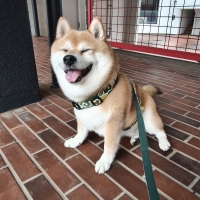 柴尻君　包んでクロス
