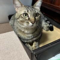 ナチュラルチョイスキャット 食にこだわる猫用 アダルトチキン (ナチュラルフード)