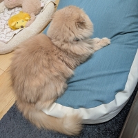 Ｓｉｐｐｏｌｅ　にゃんこビーズクッション