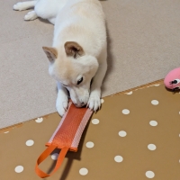 消防ホースのパキパキおもちゃ