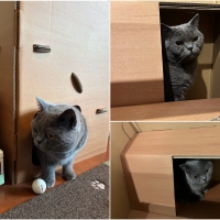 普通のダンボールより楽しいダンボールの小屋
