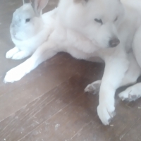 コトコト煮込んだ犬用ヤギミルクスープ