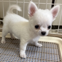 【室内で生活する小型犬の子犬用】ロイヤルカナンミニインドアパピードライ＆ウェット