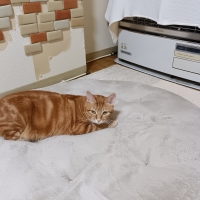 ごろん猫の爪とぎ　ナチュラル　木目調（インテリア 段ボール製)