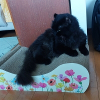 ごろん猫の爪とぎ　ナチュラル　季節限定柄