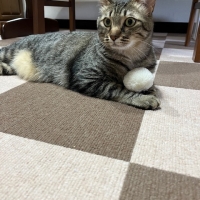 猫専用食器洗剤サラピカ