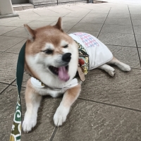 【PEPPY　LIFE】シャネツ　こかげマント（日差し対策）
